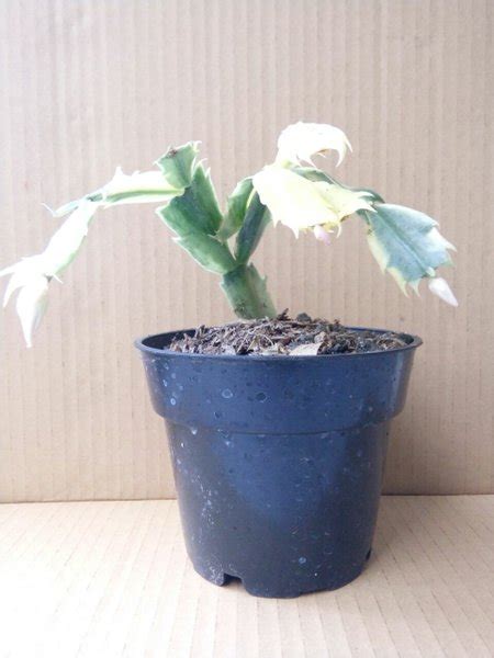 Jual Schlumbergera Variegata Di Lapak MAHAMERU FLORA Bukalapak