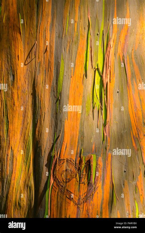 Rainbow Eucalyptus tree, Maui Stock Photo - Alamy