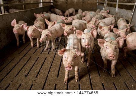 Pig Pig Sty On Organic Image & Photo (Free Trial) | Bigstock