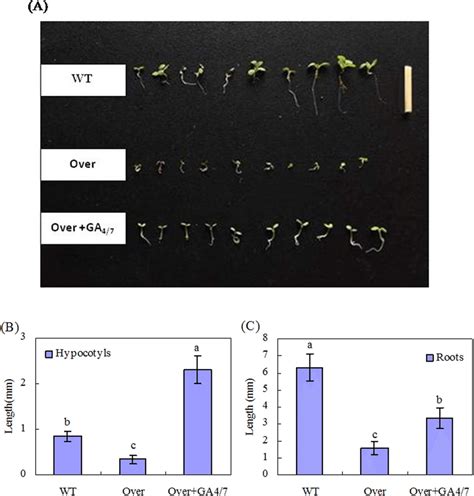 Length Of Hypocotyls And Roots Of Transgenic Arabidopsis Seedlings