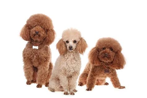 Find Your Perfect Mix Of Chihuahua And Poodle The Chihuahua Guide