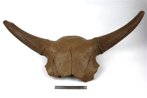 skull   steppe wisent bison priscus  cm tam fossils