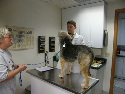 Animal Hospital Tour Fowlerville | Fowlerville Vet Clinic