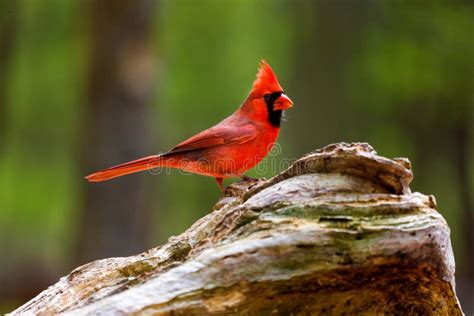 Northern Cardinal Male. stock photo. Image of black, cardinalis - 72732256