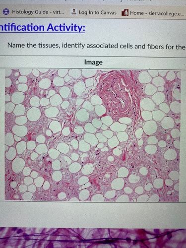 Chapter 4 Connectivemuscle Tissues Lab 4 Flashcards Quizlet