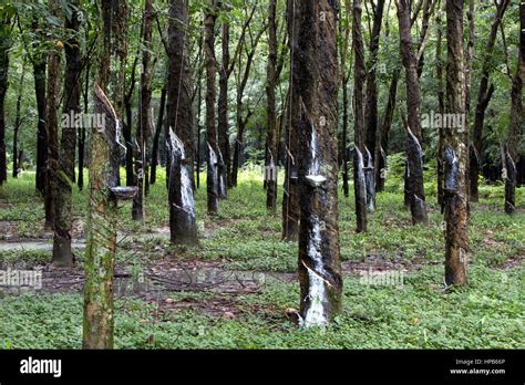 Para Rubber Tree Plantation 'Hevea brasiliensis', latex sap dripping into collection pan. Shade ...