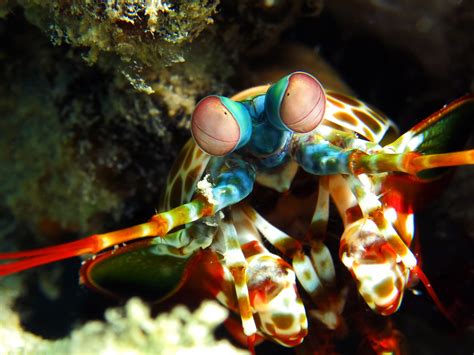 Mantis Shrimp Facts - CRITTERFACTS