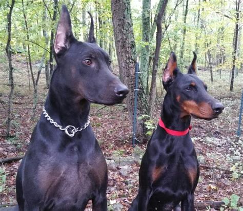 Are All-Black Dobermans Rare? – Doberman Planet