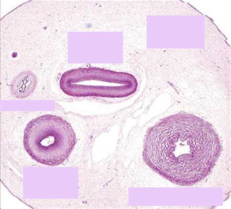 Embryonic Connective Tissue Diagram Quizlet