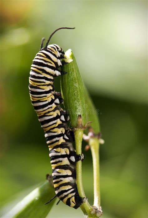 48+ Monarch butterfly caterpillar Free Stock Photos - StockFreeImages