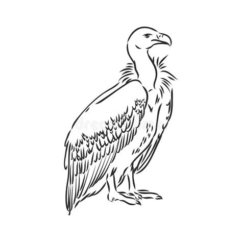 Vulture Illustration Drawing Engraving Ink Line Art Vector Stock