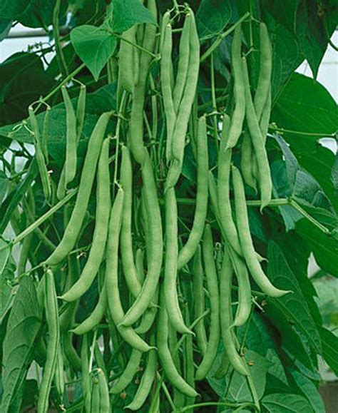 Bean Pole Bean Kentucky Wonder Phaseolus Vulgaris 40 Seeds Etsy