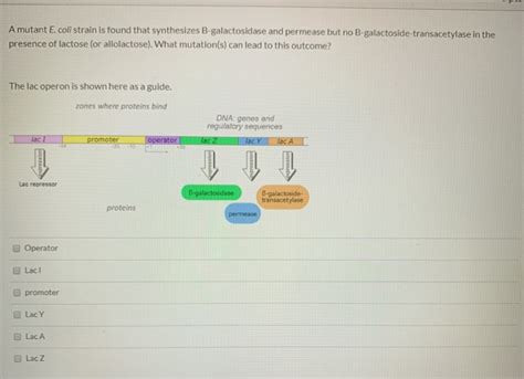 Solved A Mutant E Coli Strain Is Found That Synthesizes