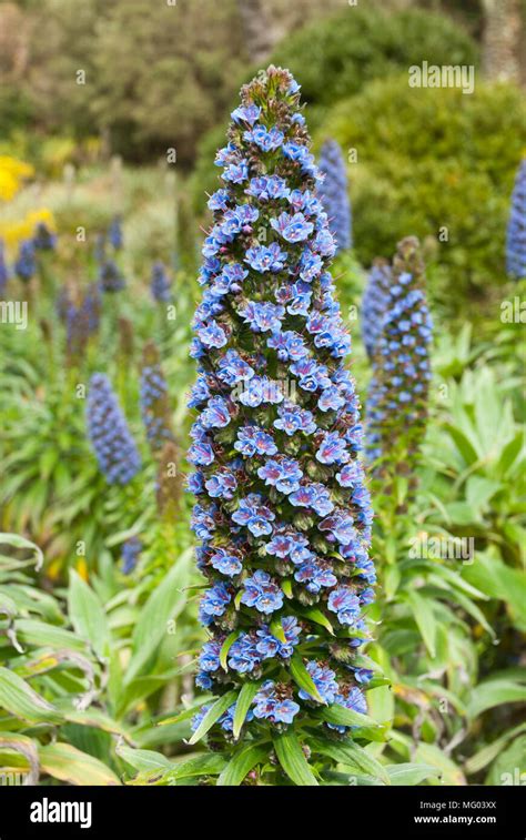 close   clear blue echium candicans flower  foreground