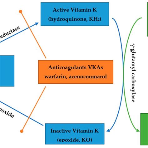 The Vitamin K Cycle And Action Vkas—vitamin K Antagonists