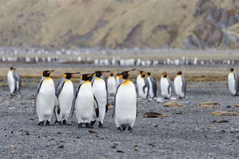 Premium Photo | King penguins on south georgia island