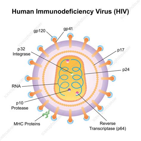 HIV Structure Illustration Stock Image F042 7949 Science Photo