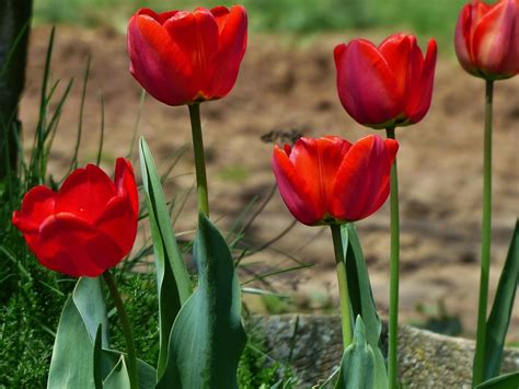 Como Cuidar De Tulipas Tudo O Que Precisa Saber Blog Giuliana Flores