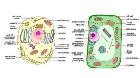 Cell The Fundamental Unit Of Life Class 9 Notes Class 9 Science