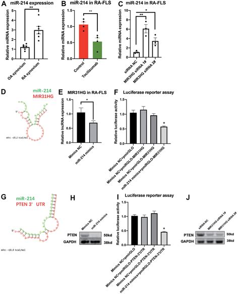 Lncrna Mir Hg Is Induced By Tocilizumab And Ameliorates Rheumatoid