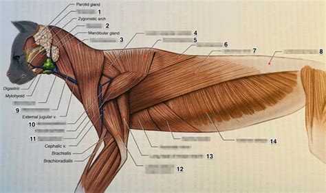 Comparative Anatomy Lab Practical 2 (Cat) Flashcards | Quizlet