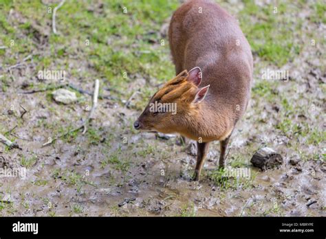 Adult Female Reeve S Muntjac Deer Muntiacus Reevesi At The British Wildlife Centre Surrey