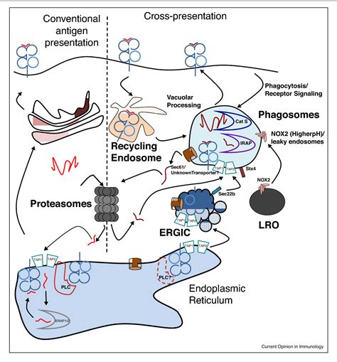 Cross Presentation Immunology