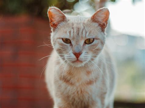 Sem Exame Descubra Como Saber Se Seu Gato Est Verme