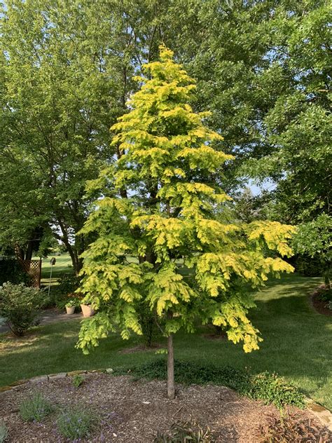 Gold Rush Dawn Redwood Golden Foliage Fast Growing