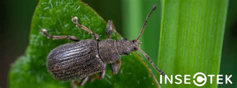 What Is A June Bug Insectek Pest Solutions