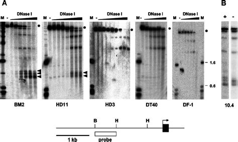 Analysis Of Dnase I Hypersensitive Sites Upstream Of The Mim Gene