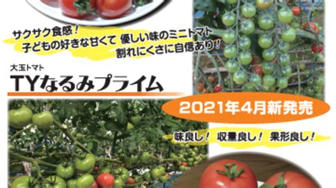 良食味で作業性が高いトマト黄化葉巻病耐病性の2品種 2021年4月20日より同時販売開始 Japan