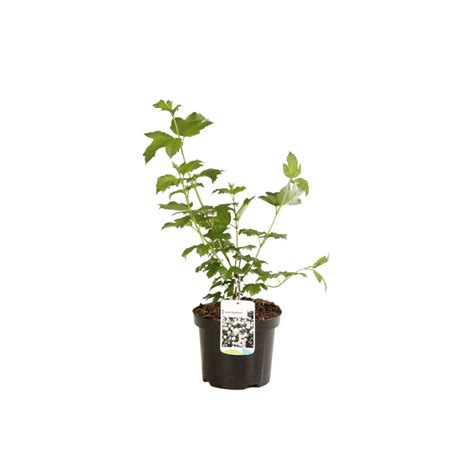 Viorne Obier Roseum Viburnum Opulus Roseum Pot 3L