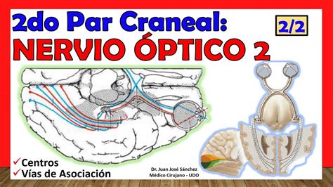 2do Par Craneal NERVIO ÓPTICO 2 de 2 Vías Corticales Vías de