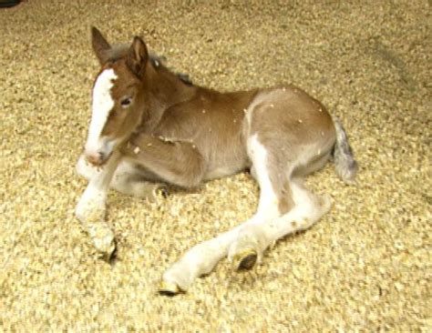 Budweiser Clydesdale History Picture | Budweiser Clydesdales: A History ...