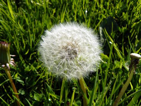 Dandelion Blowball Flower Free Photo On Pixabay Pixabay