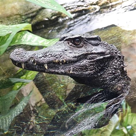 Crocodilian Species List: Alligators, Crocodiles and more - Pets With ...