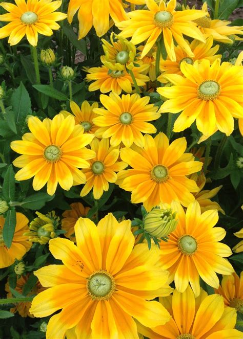 Rudbekia Je Wka Green Eyes Rudbeckia Hirta G Cena Opinie