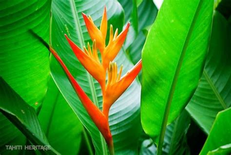 Heliconia Psittacorum Le Bec De Perroquet Tahiti Heritage