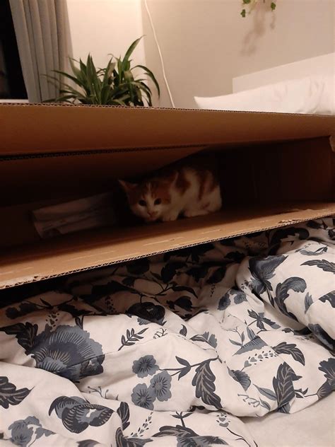 Nothing better than a cardboard box | Scrolller