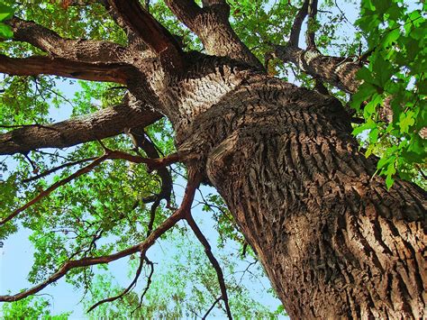 Arboriculture: What Is It & How Does It Work?