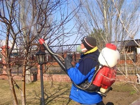 Как и когда опрыскивать деревья весной » СтроимВместе