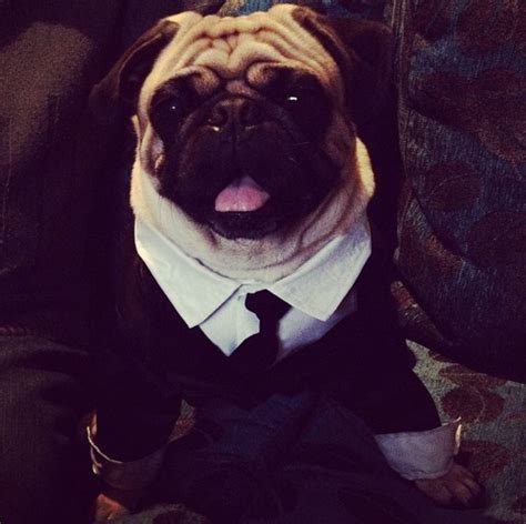 Stylish Men in Black Pug Suit