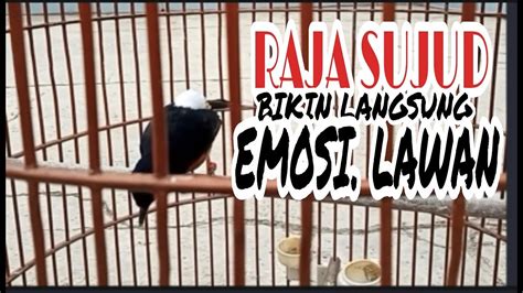 OCEHAN MURAI BATU RAJA SUJUD BIKIN LAWAN EMOSI YouTube