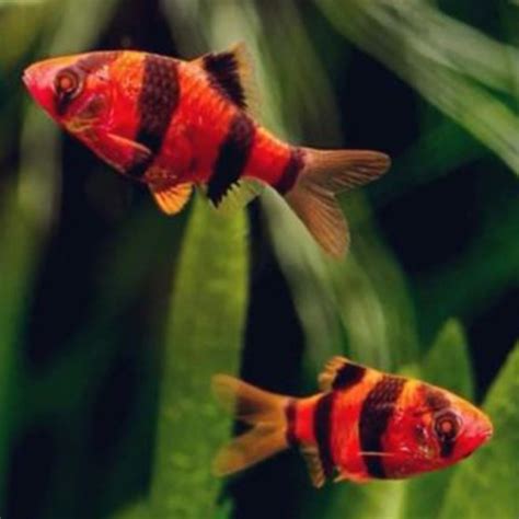 Jual Ikan Sumatra Tiger Barb Warna Merah Ikan Hias Akuarium Air Tawar