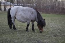 Miniature Pony Free Stock Photo - Public Domain Pictures