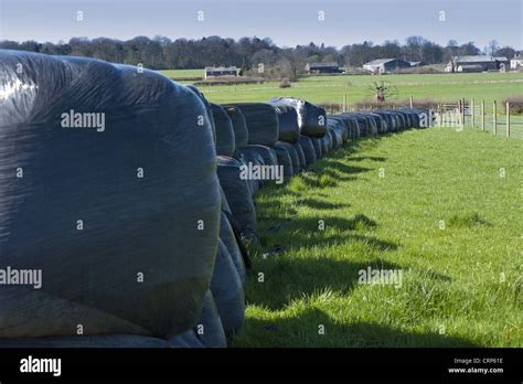 Big Bales Of Silage Wrapped In Black Plastic Stacked In Field