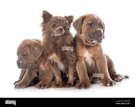 puppies italian mastiff and chihuahua in front of white background ...