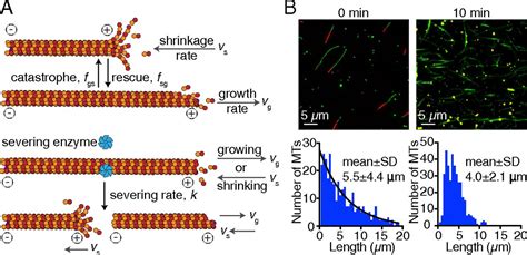 Spastin Is A Dual Function Enzyme That Severs Microtubules And Promotes