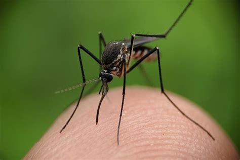 Por qué el mosquito es el animal más peligroso del mundo